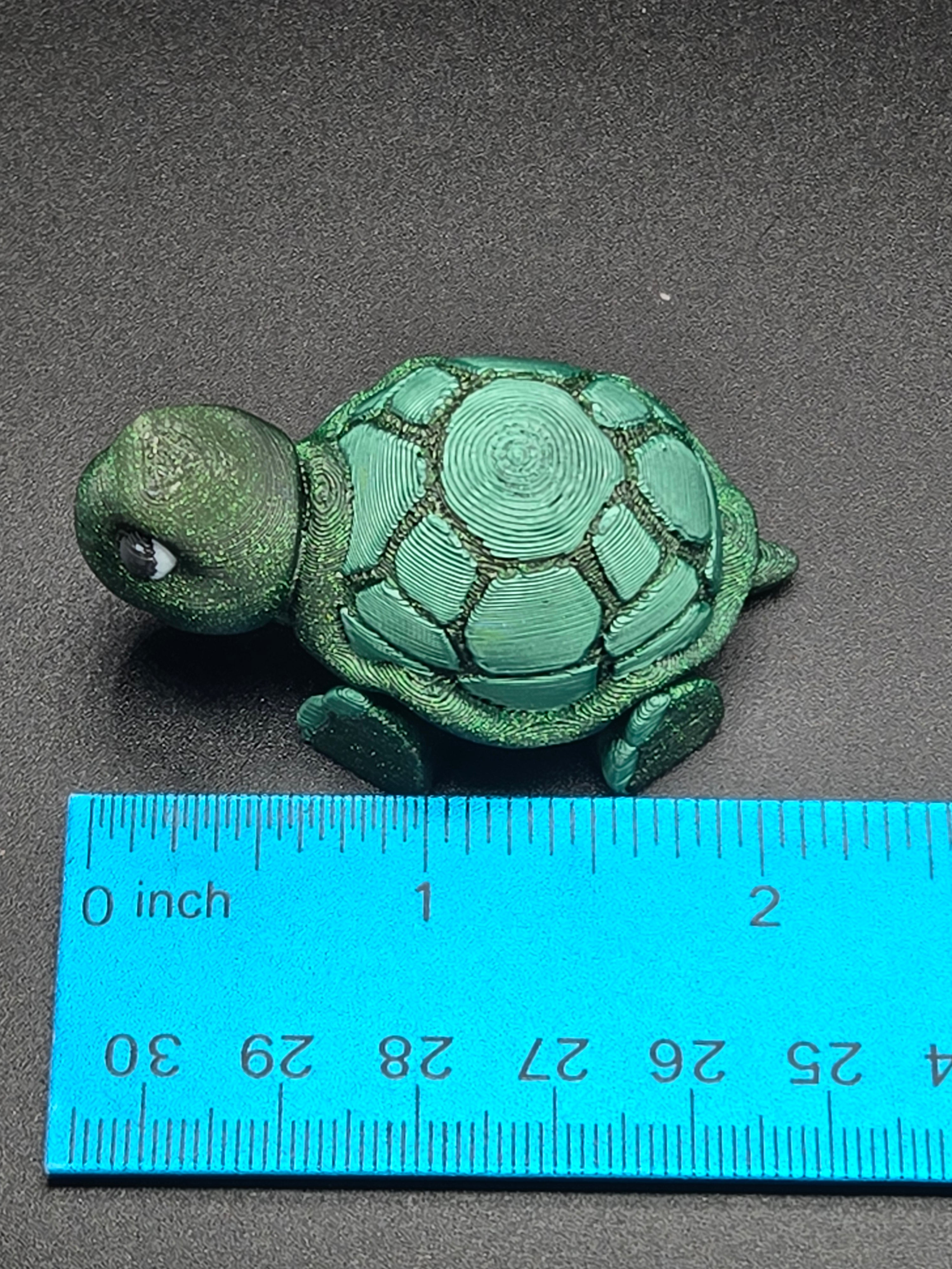 Timid Tortoise
