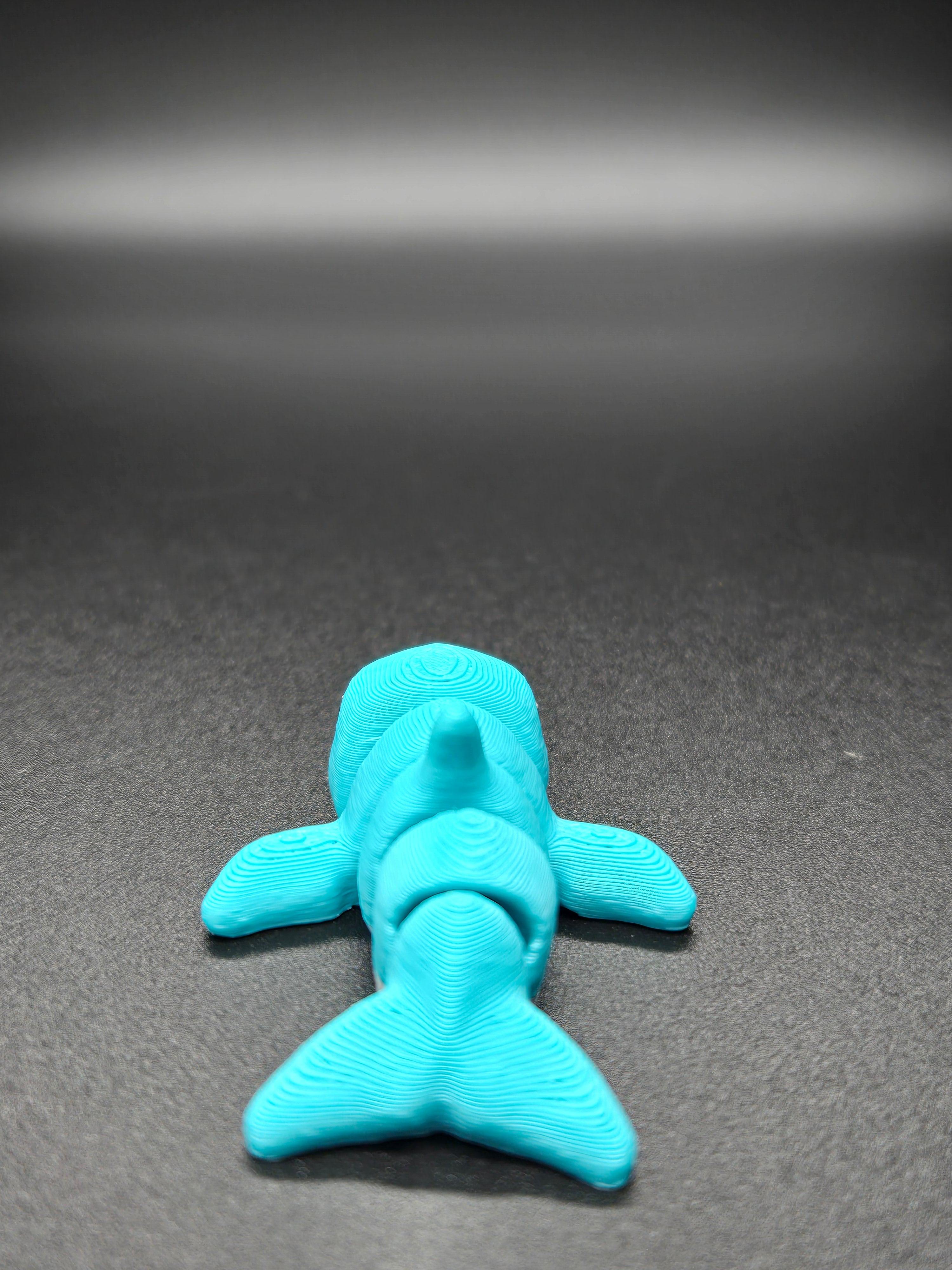 Dolphin Hatchling