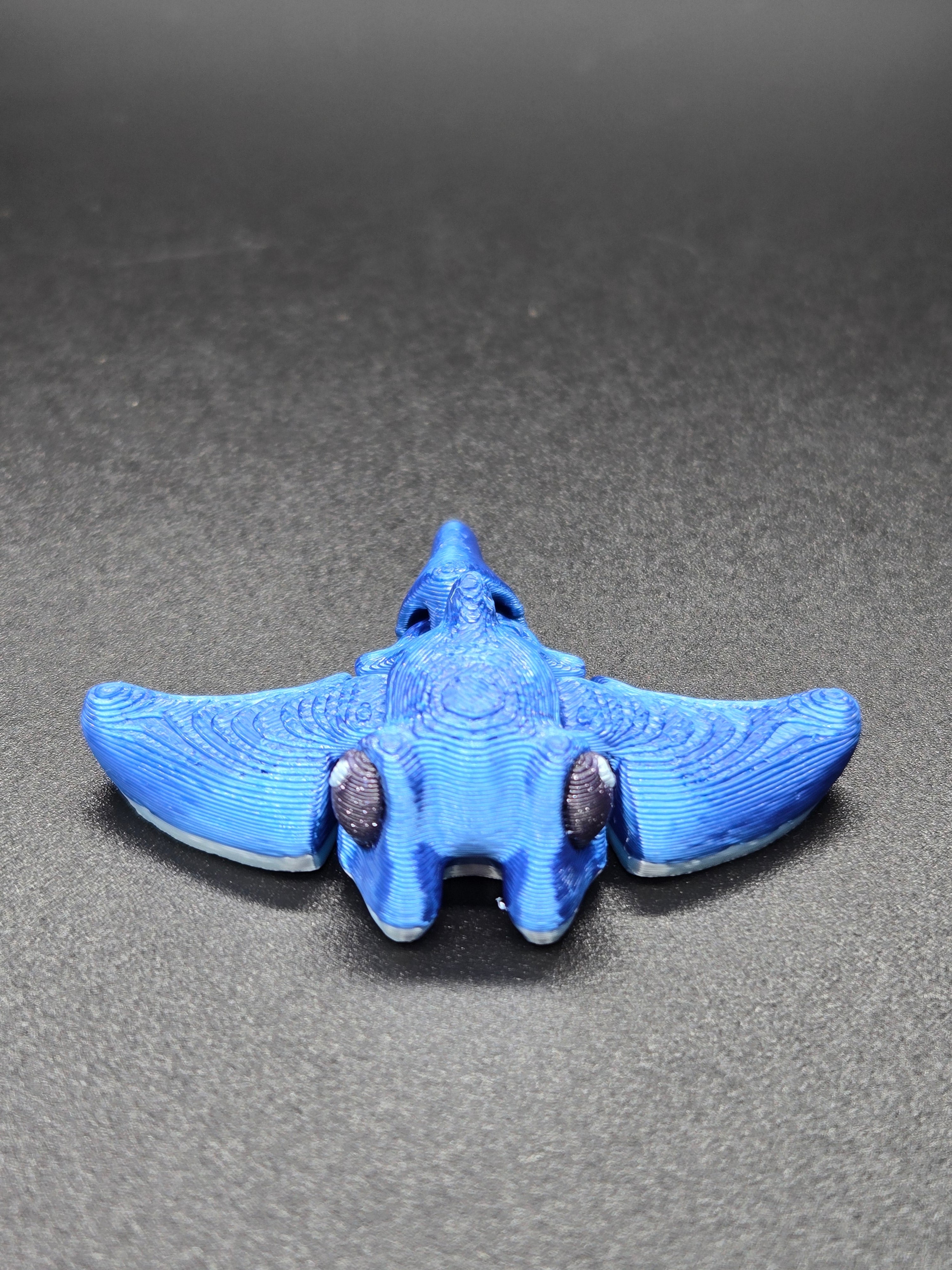 Manta Ray Hatchling