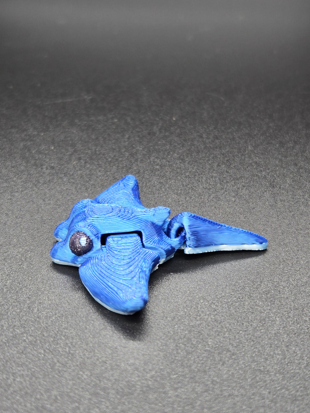 Manta Ray Hatchling