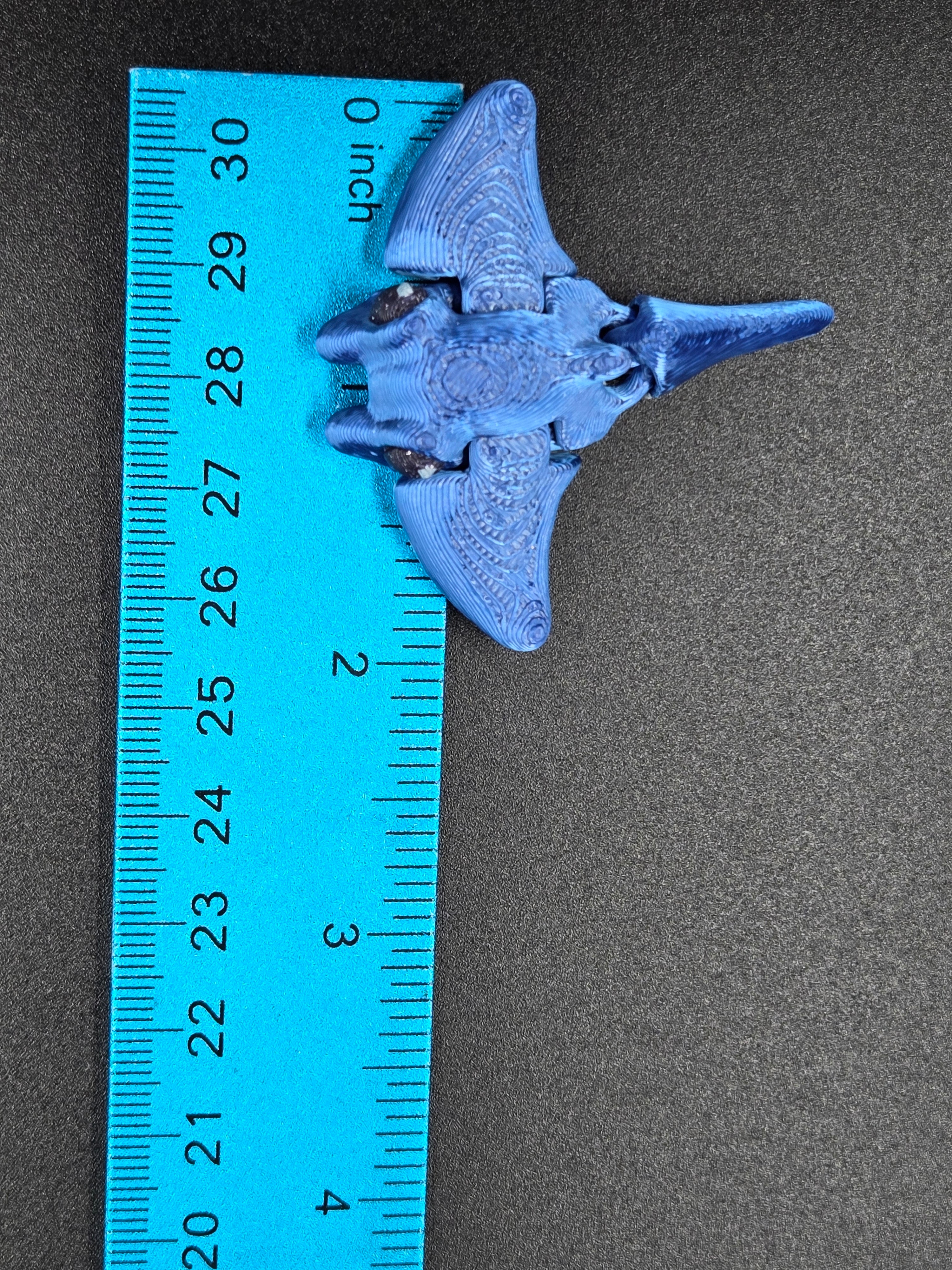 Manta Ray Hatchling