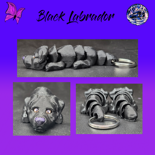 Black Labrador Retriever